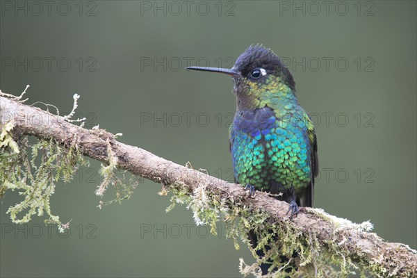 Fiery-throated hummingbird (Panterpe insignis) sitting on branch