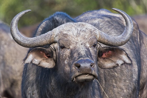 Cape buffalo (Syncerus caffer)