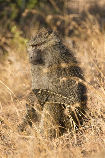 Olive Baboon (Papio anubis)