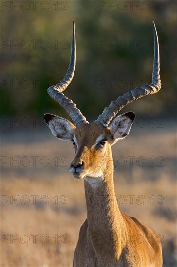 Impala (Aepyceros melampus)