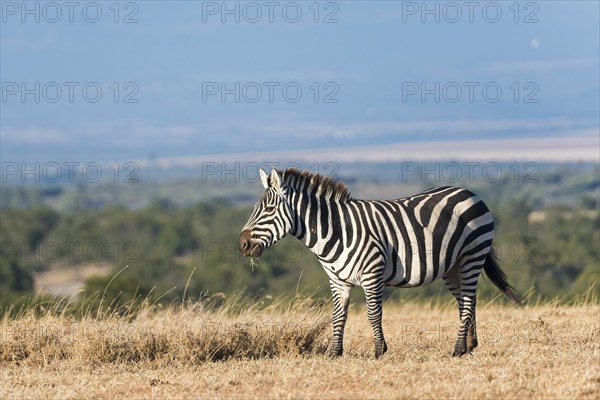 Plains Zebra (Equus quagga)