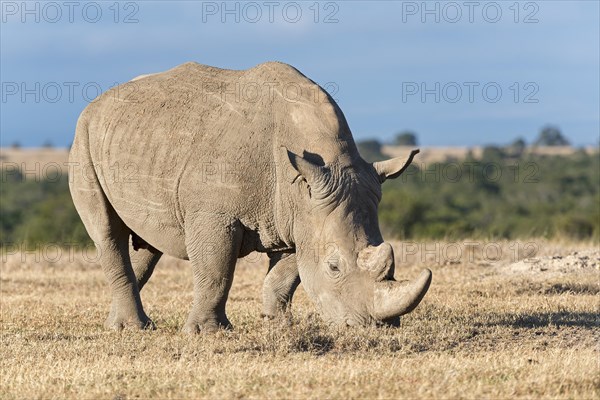White Rhinoceros (Ceratotherium simum) eating dry grass