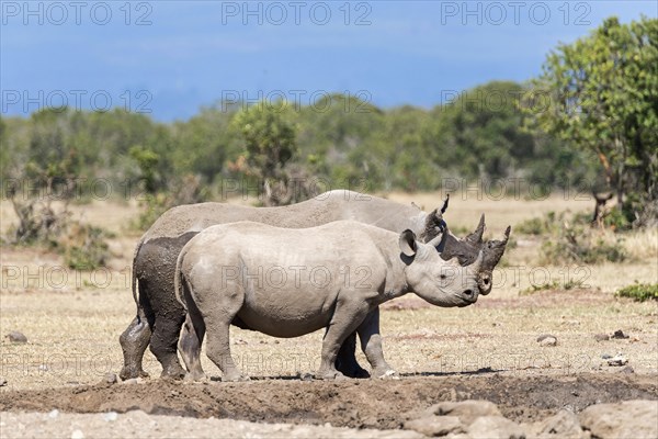 Black rhinos (Diceros bicornis) after a mud bath