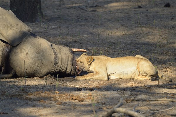 Lioness (Panhera leo) feeding on elephant carcass