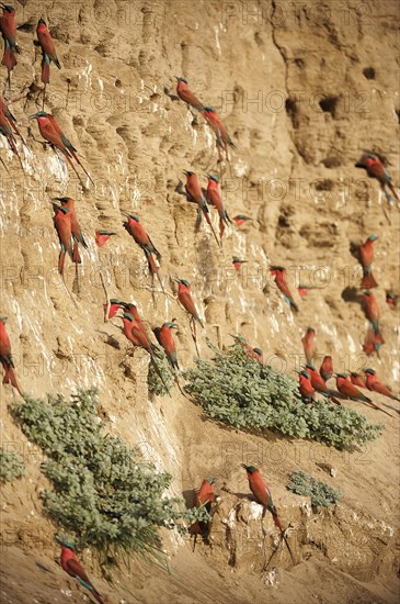 Southern Carmine Bee-eaters (Merops nubicoides)