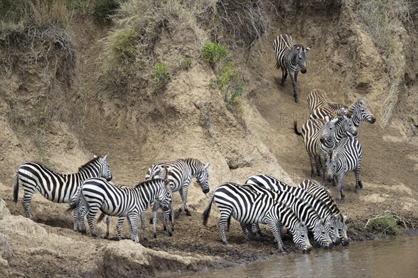 Plains zebra (Equus quagga)