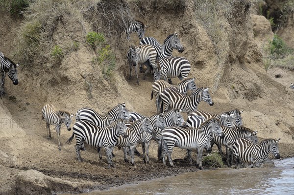 Plains zebra (Equus quagga)