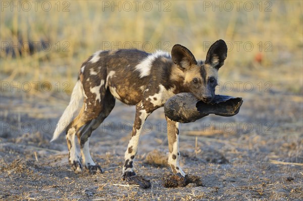 African wild dog (Lycaon pictus)