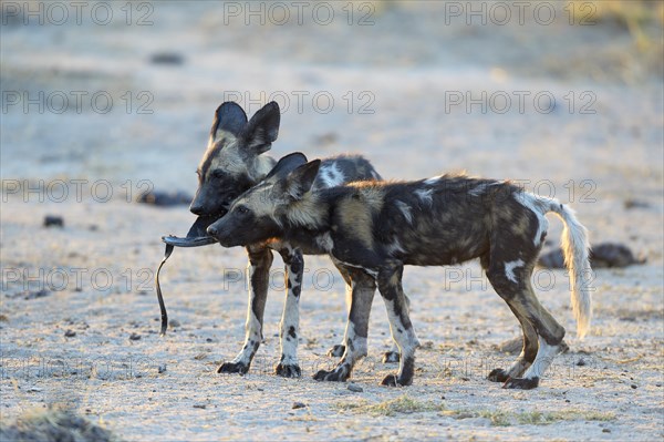 African wild dogs (Lycaon pictus)