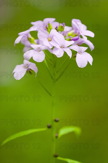 Large-flowered Bittercress (Cardamine bulbifera