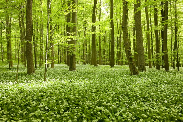 Common Beech forest (Fagus sylvatica) with flowering Wild Garlic (Allium ursinum)