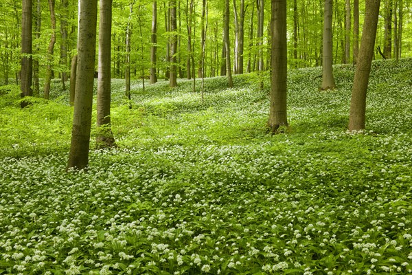 Common Beech forest (Fagus sylvatica) with flowering Wild Garlic (Allium ursinum)