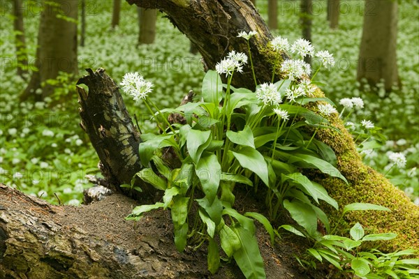 Wild garlic (Allium ursinum)