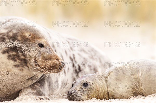 Grey seals (Halichoerus grypus)