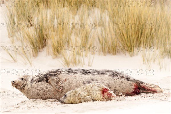 Grey seals (Halichoerus grypus)