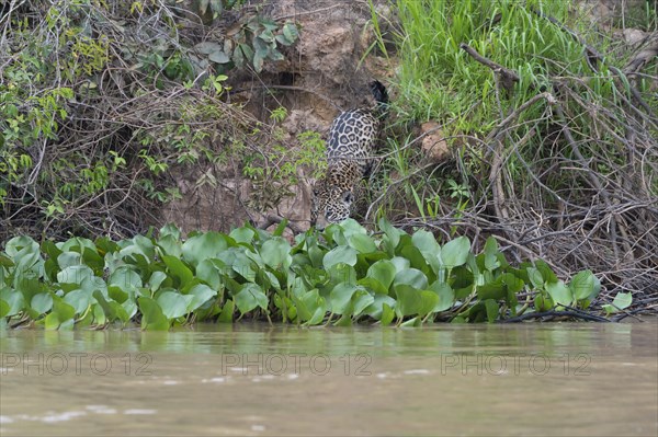 Jaguar (Panthera onca) on the shore