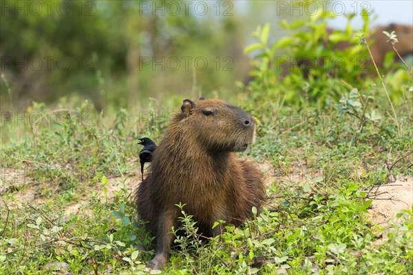 Capybara (Hydrochaeris hydrochaeris) with a Black-capped Donacobius (Donacobius atricapilla) on the back