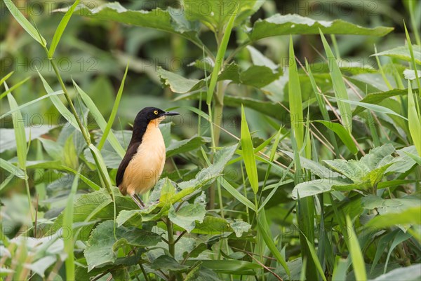 Black-capped Donacobius (Donacobius atricapilla)