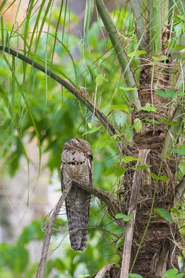 Grey Potoo or Common Potoo (Nyctibius griseus)