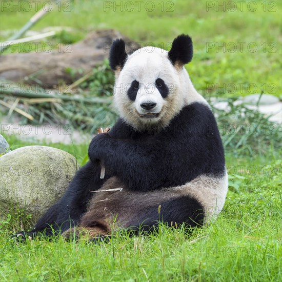 Giant Panda (Ailuropoda melanoleuca)