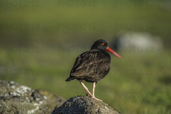 Black Oystercatcher (Haematopus bachmani)