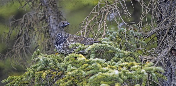 Spruce Grouse (Dendragapus canadensis)