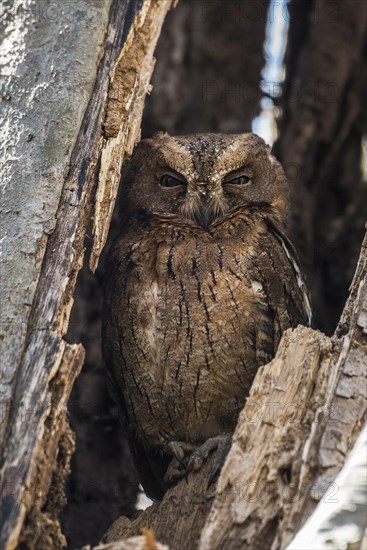 Madagascar owl (Asio madagascariensis)