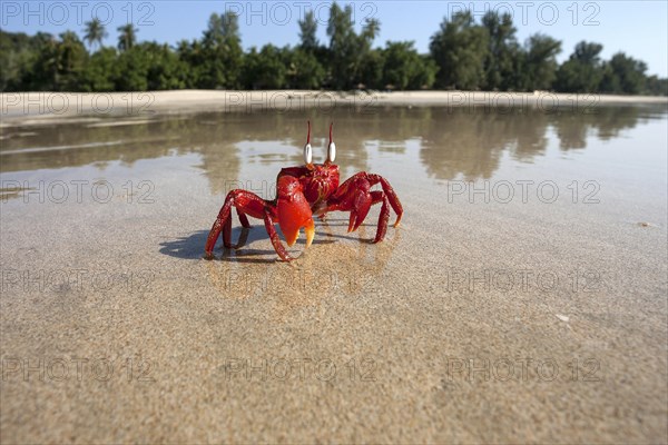 Red crab (Brachyura) on the beach of Ngapali Beach