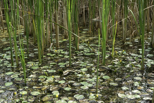 Biotope