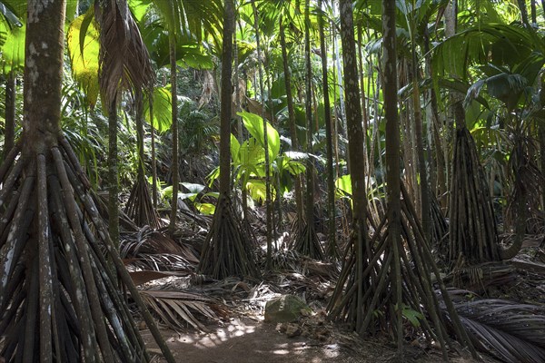 Vegetation in the Vallee de Mai National Park