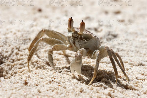 Ghost crab (Ocypode sp.)