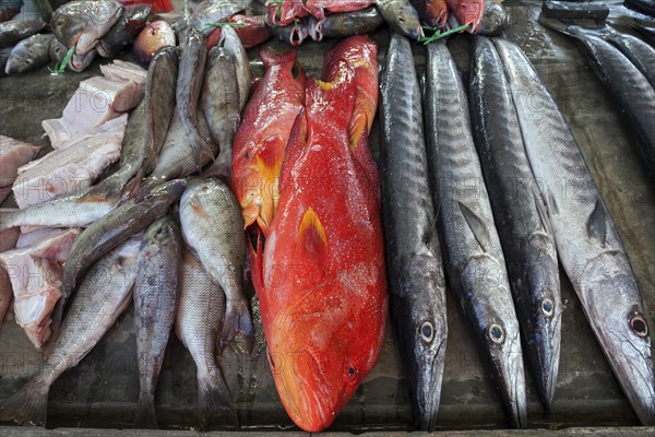 Freshly caught fish for sale at fish market