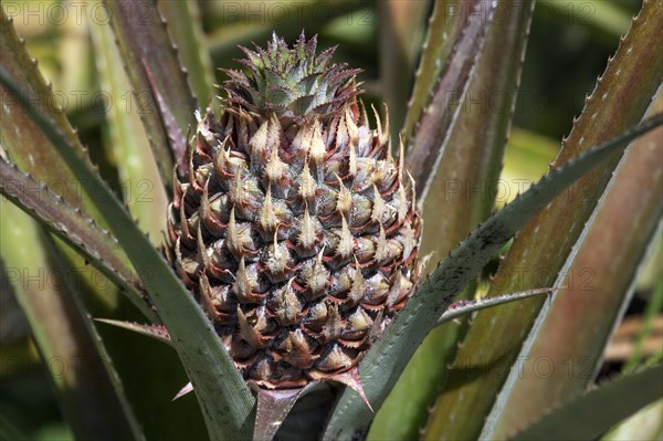 Pineapple plant (Ananas comosus) with fruit