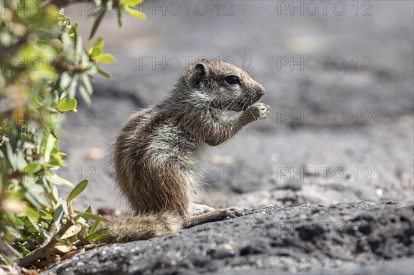 Barbary ground squirrel (Atlantoxerus getulus)