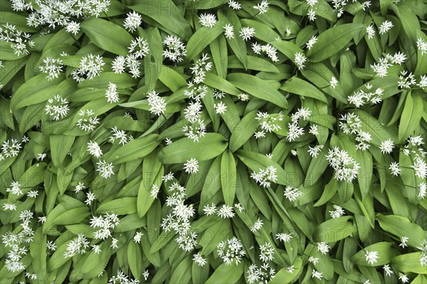 Wild garlic (Allium ursinum) with flowers