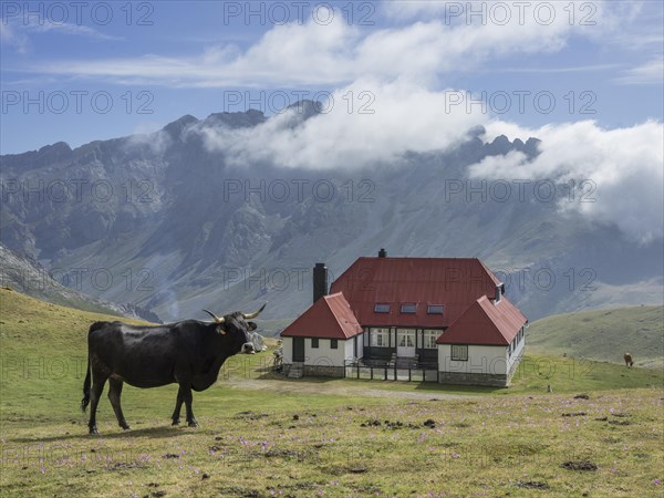 Bull in front of Chalet Real