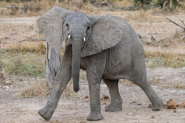 Adolescent African Elephant (Loxodonta africana) in a threatening pose