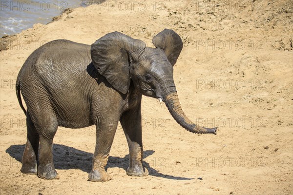 African Elephant (Loxodonta africana) after bathing in a river