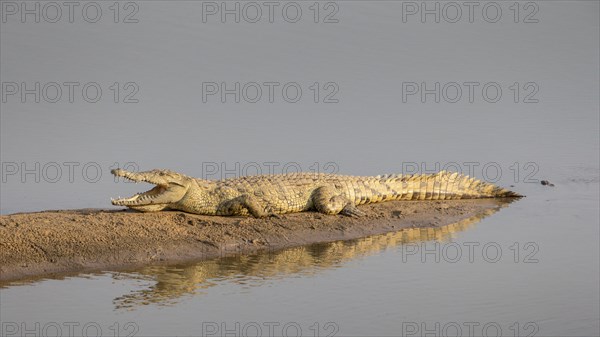 Nile crocodile (Crocodylus niloticus)