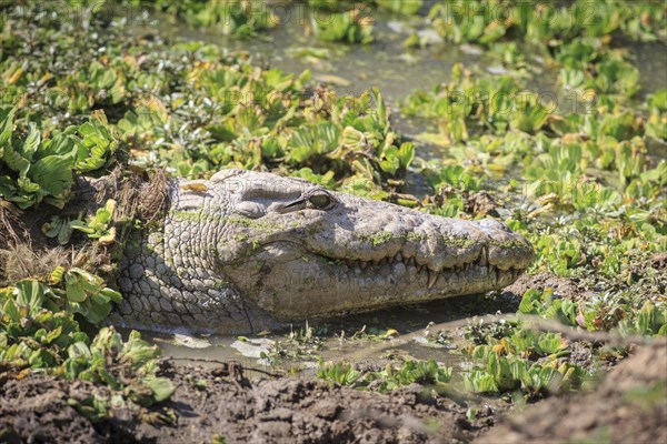 Nile crocodile (Crocodylus niloticus)