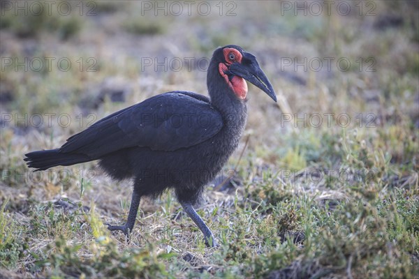 Southern ground hornbill (Bucorvus leadbeateri)