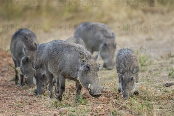 Warthogs (Phacochoerus africanus)