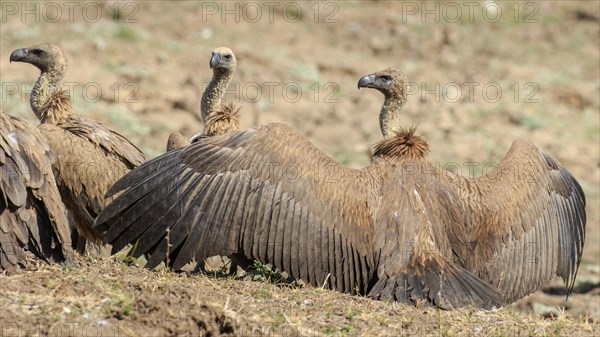 White-backed vulture (Gyps africanus) drying its wings