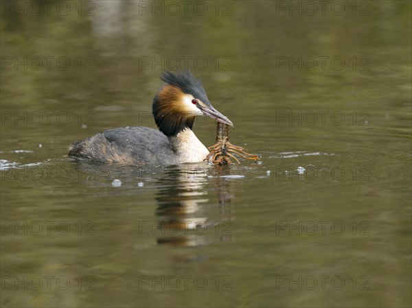Grebe (Podiceps cristatus) with crayfish (Astacus astacus) in water