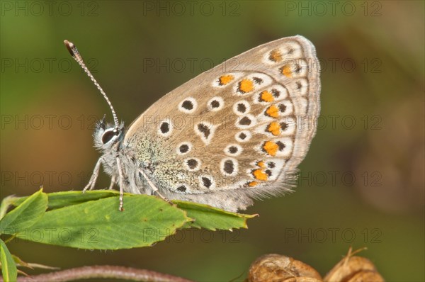 Common blue (Polyommatus icarus) female sitting on leaf