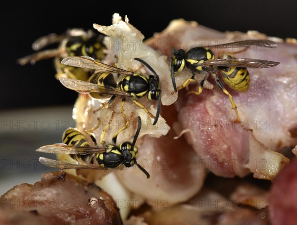 European wasp (Vespula germanica)