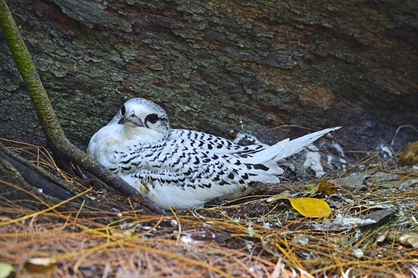 White-tailed Tropicbird (Phaethon lepturus lepturus)