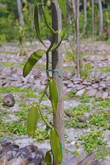 Flat-leaved vanilla