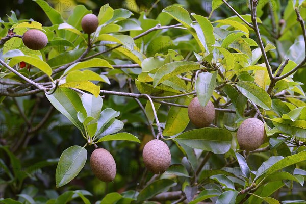 Sapodilla (Manilkara zapota)