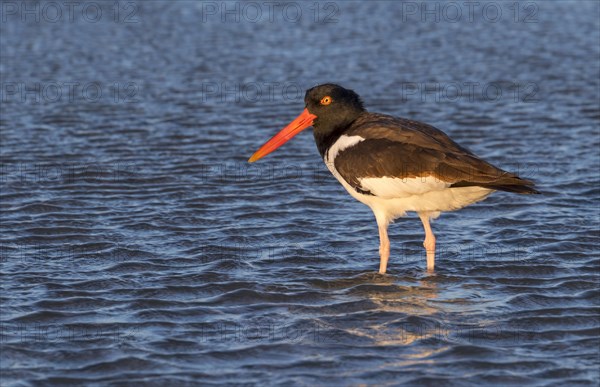 American oystercatcher (Haematopus palliatus) in the ocean